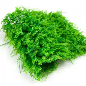 Care Free Artificial Hedge Boxwood Panels Green Plant Vertical Garden Wall For Indoor Outdoor Decoration