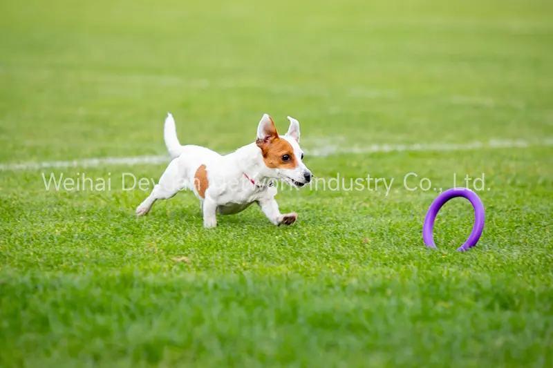 How to Create A Dog-Friendly Garden