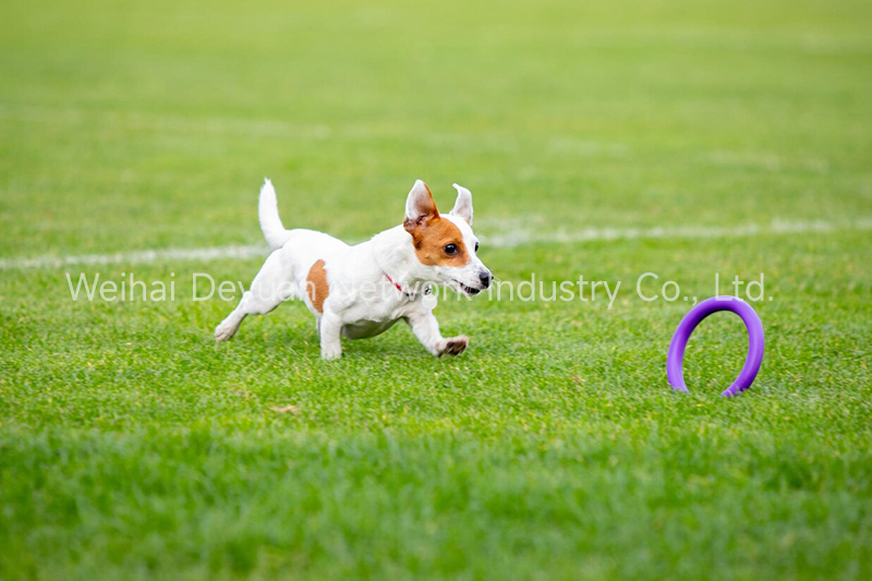 1-7 of the 33 Questions to Ask Before Buying Artificial Lawn